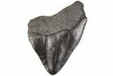 Fossil Megalodon Tooth - South Carolina #203162-1